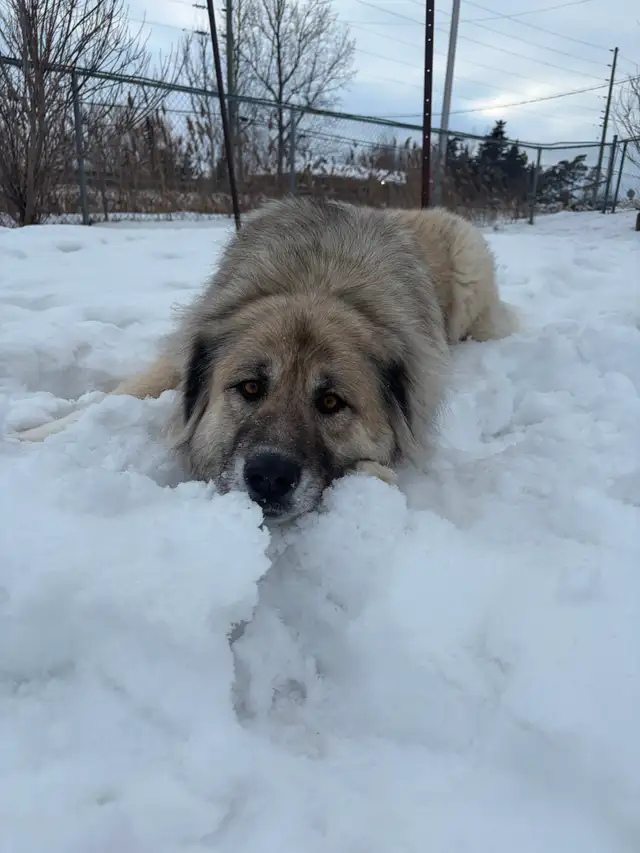 Athena - Caucasian Sheepdog Waiting for her Forever Family - Photo 6