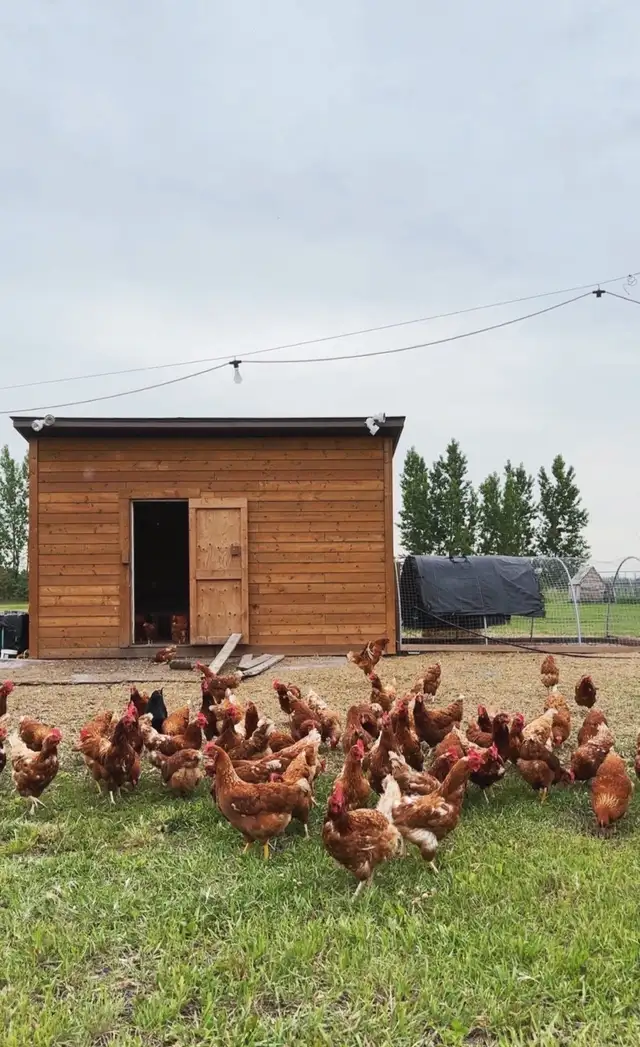 Free Range Chicken Eggs - Photo 2