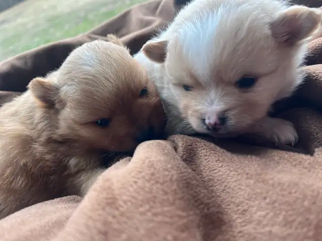 Pomeranian puppies