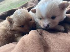 Pomeranian puppies