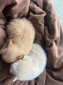 Pomeranian puppies - Photo 2