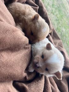 Pomeranian puppies - Photo 3