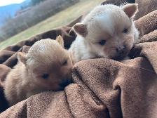 Pomeranian puppies - Photo 4