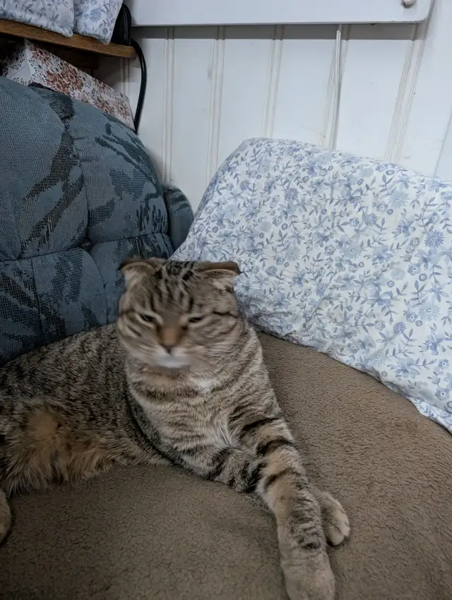 1½yr. old cat - Photo 2