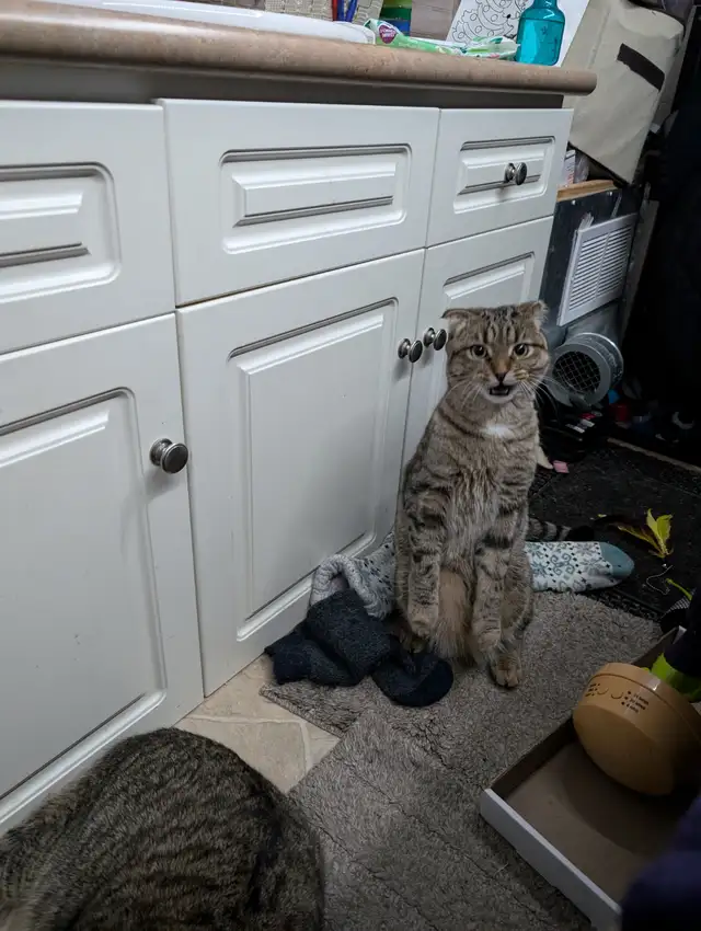 1½yr. old cat - Photo 3