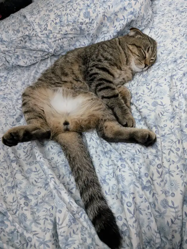 1½yr. old cat - Photo 4