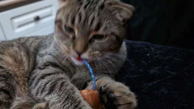 1½yr. old cat - Photo 5