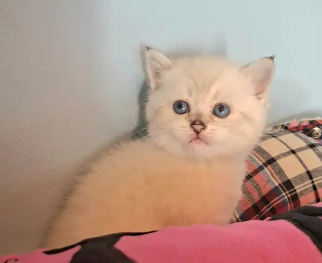 Purebred Scottish Fold Kittens