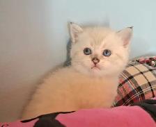 Purebred Scottish Fold Kittens