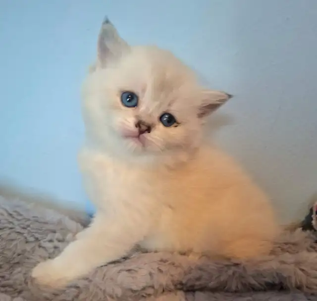 Purebred Scottish Fold Kittens - Photo 2