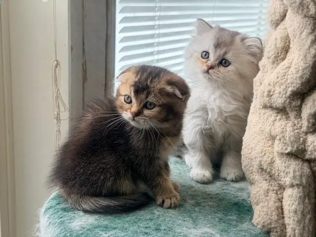 Scottish Fold and Straight Kittens (Boys) - Photo 3