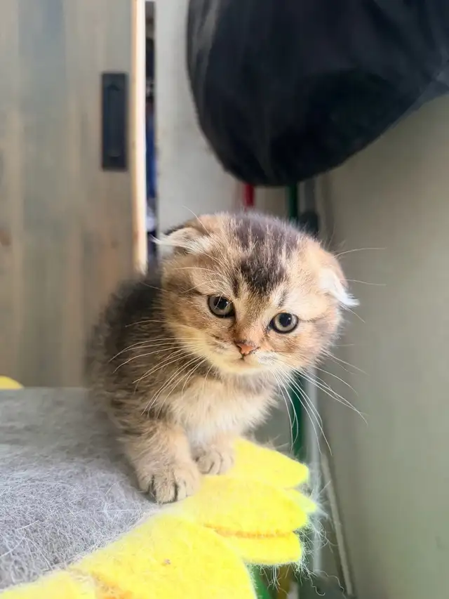 Scottish Fold and Straight Kittens (Boys) - Photo 8