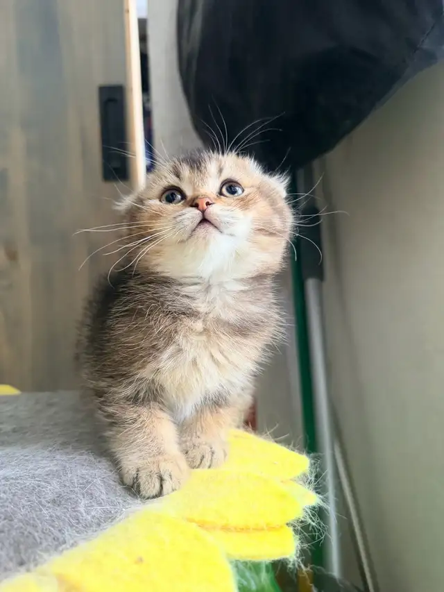 Scottish Fold and Straight Kittens (Boys) - Photo 9