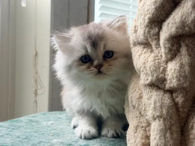 Scottish Fold and Straight Kittens (Boys) - Photo 10