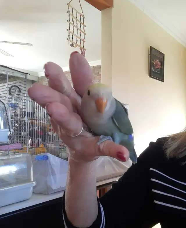 beau bébé inséparable roseicollis nourrit à la main - Photo 4