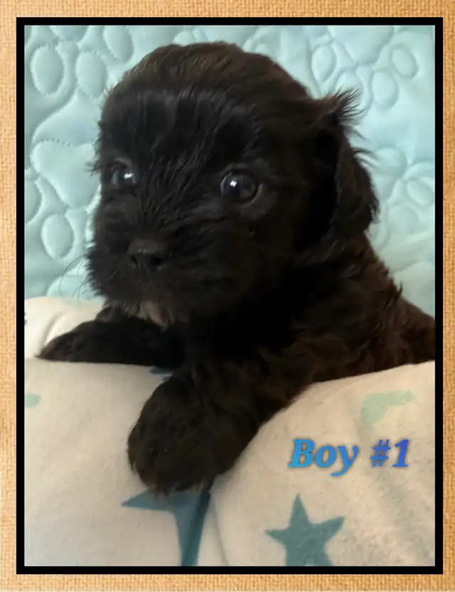 mini Shihpoo puppies