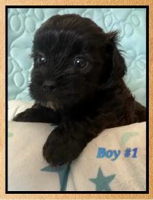 mini Shihpoo puppies