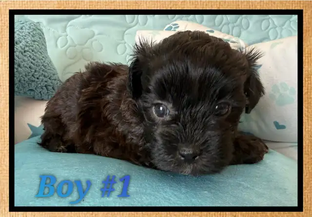 mini Shihpoo puppies - Photo 2