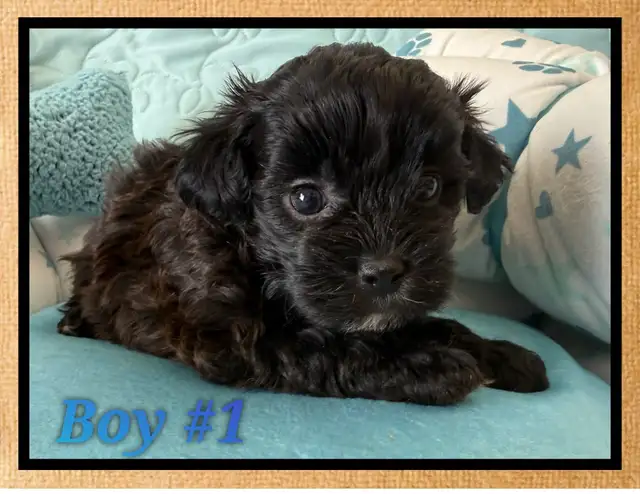 mini Shihpoo puppies - Photo 3