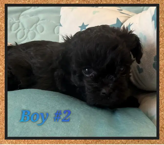 mini Shihpoo puppies - Photo 4