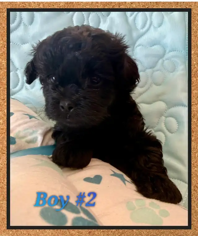 mini Shihpoo puppies - Photo 5