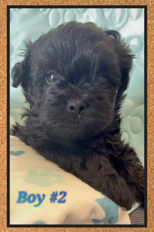 mini Shihpoo puppies - Photo 6
