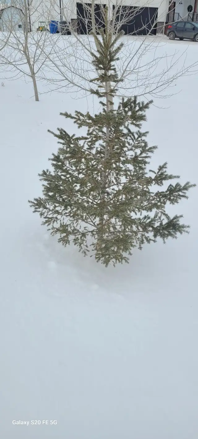 Wild Spruce Trees for Sale