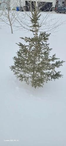 Wild Spruce Trees for Sale