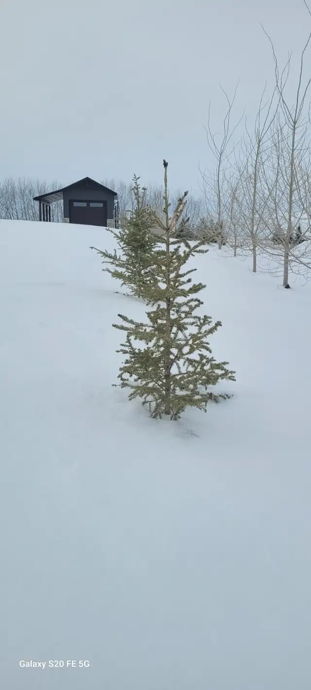 Wild Spruce Trees for Sale - Photo 2