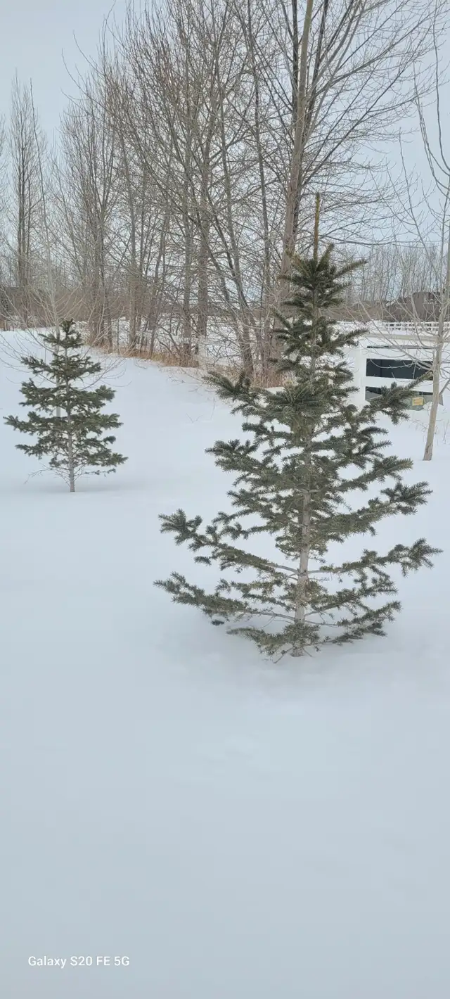 Wild Spruce Trees for Sale - Photo 3