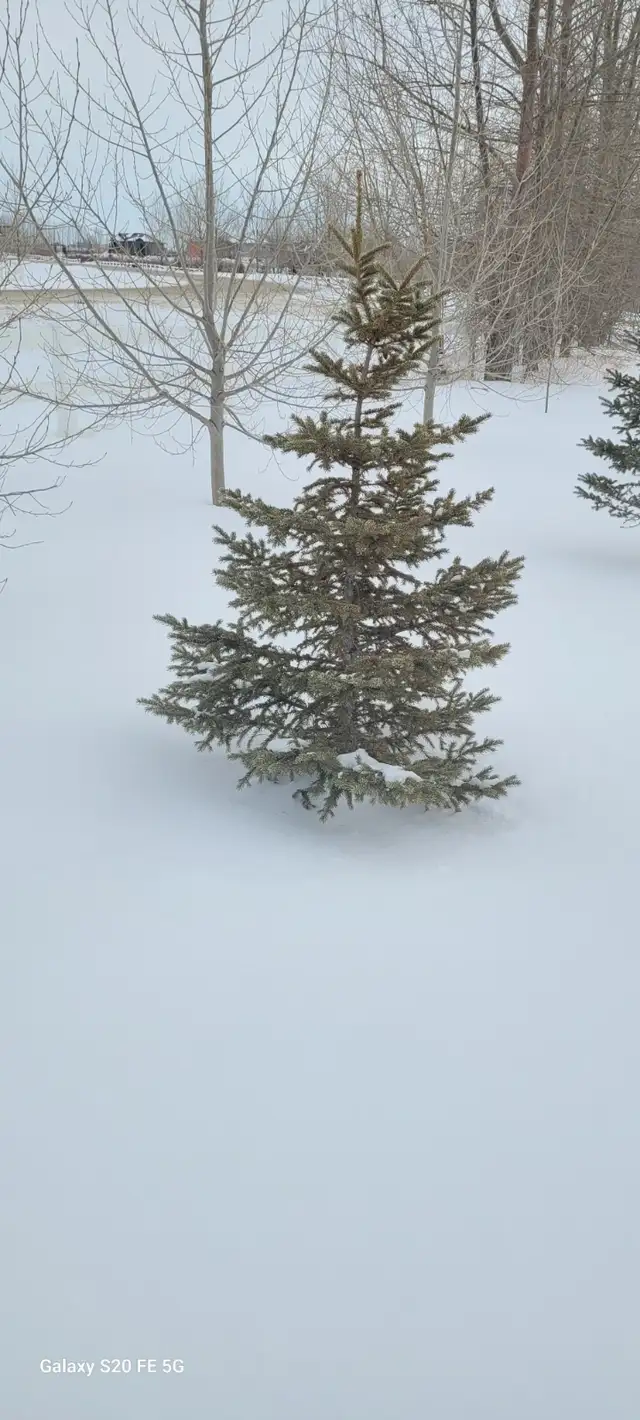 Wild Spruce Trees for Sale - Photo 4