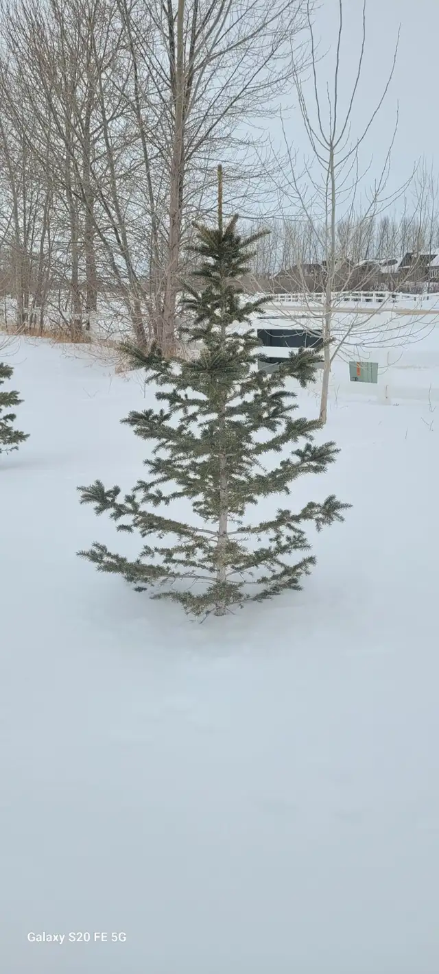 Wild Spruce Trees for Sale - Photo 5