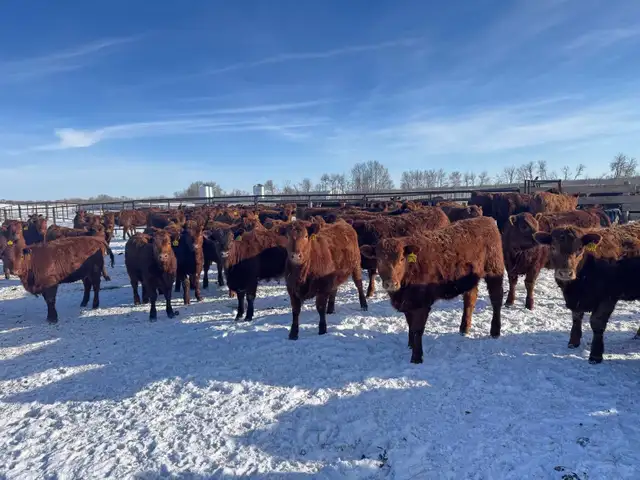 REPLACEMENT HEIFERS - Photo 2