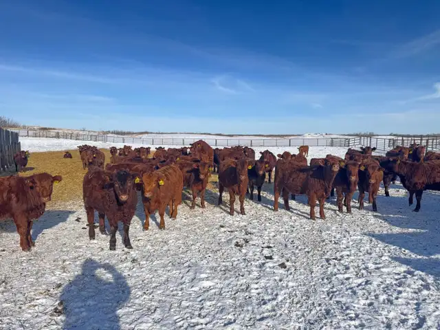 REPLACEMENT HEIFERS - Photo 3