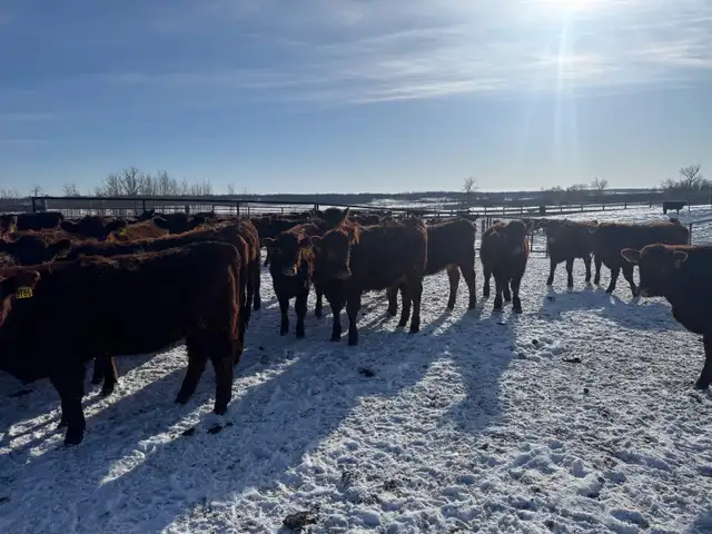 REPLACEMENT HEIFERS - Photo 4