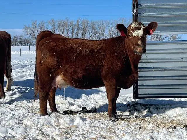 Cow Calf pairs for sale