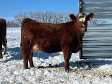 Cow Calf pairs for sale