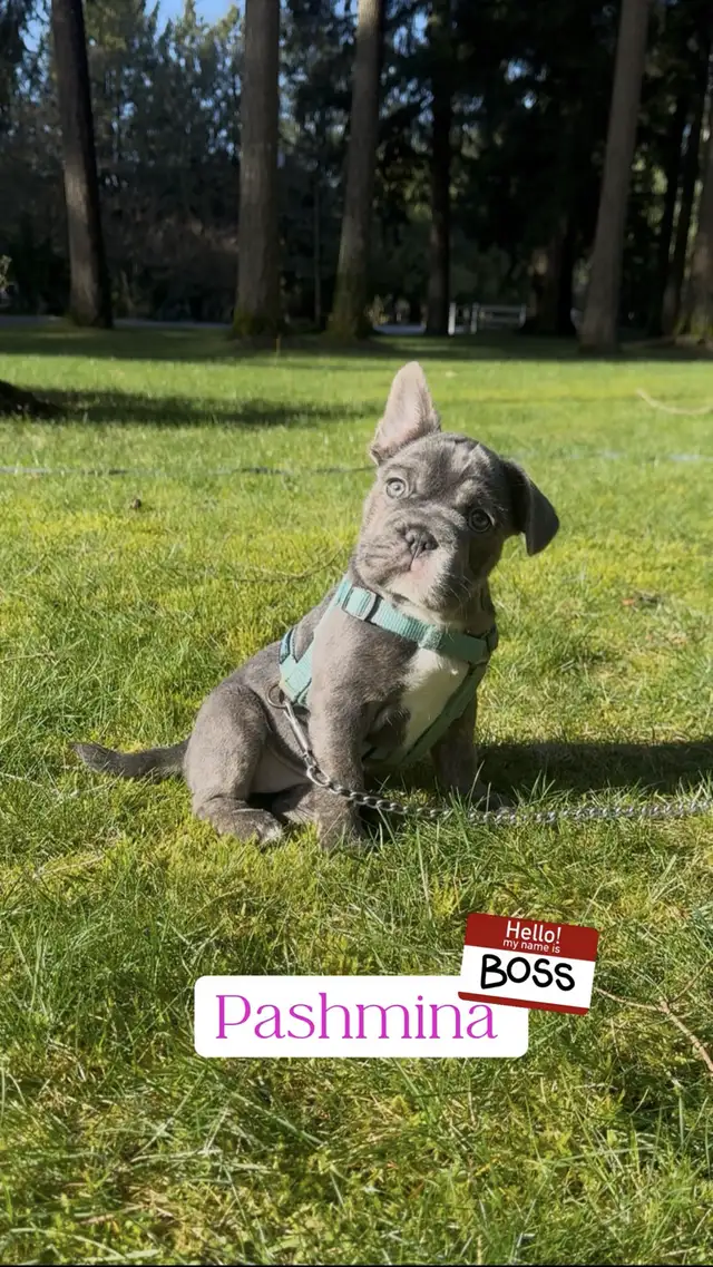 Blue 3/4 Frenchie Jack Bull