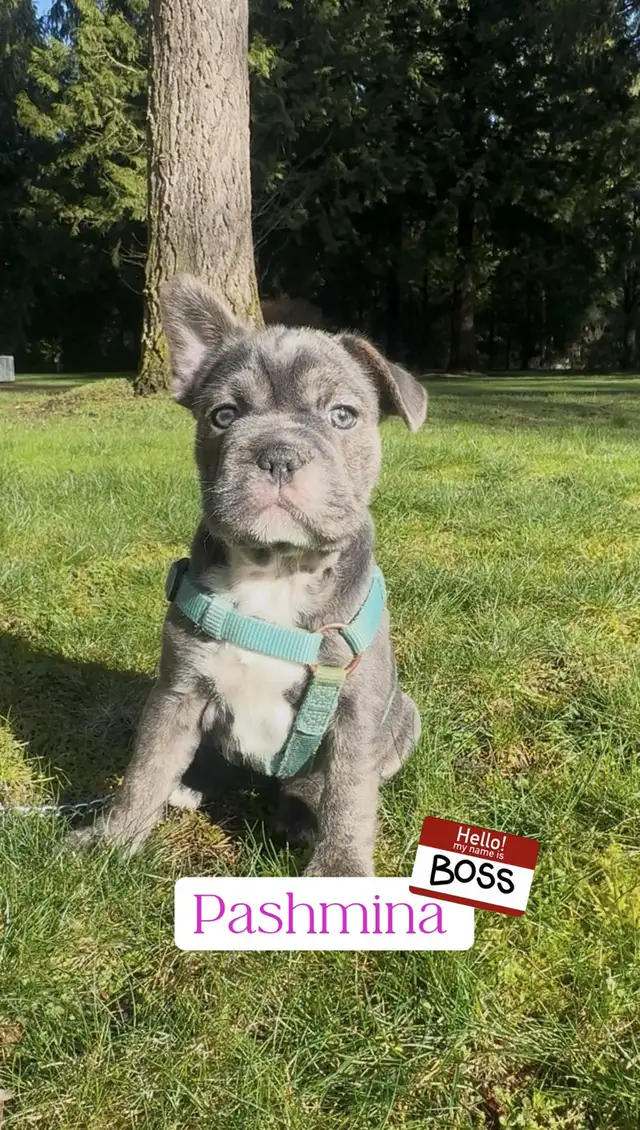 Blue 3/4 Frenchie Jack Bull - Photo 2