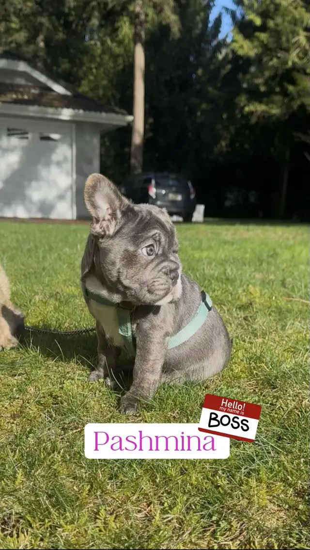 Blue 3/4 Frenchie Jack Bull - Photo 3