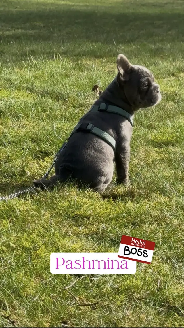 Blue 3/4 Frenchie Jack Bull - Photo 4