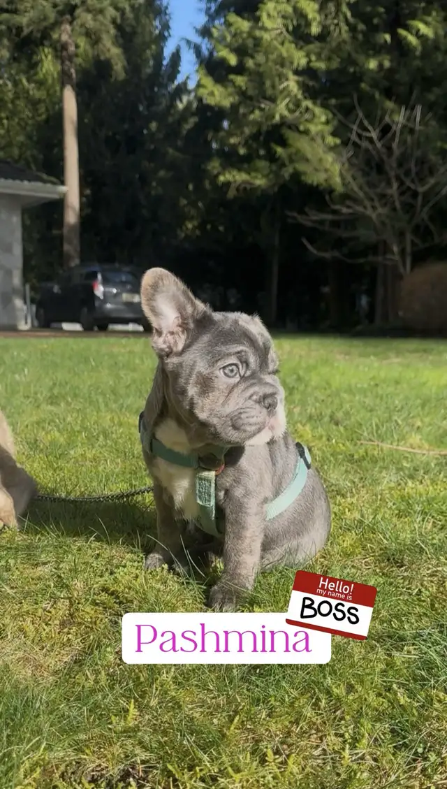 Blue 3/4 Frenchie Jack Bull - Photo 5