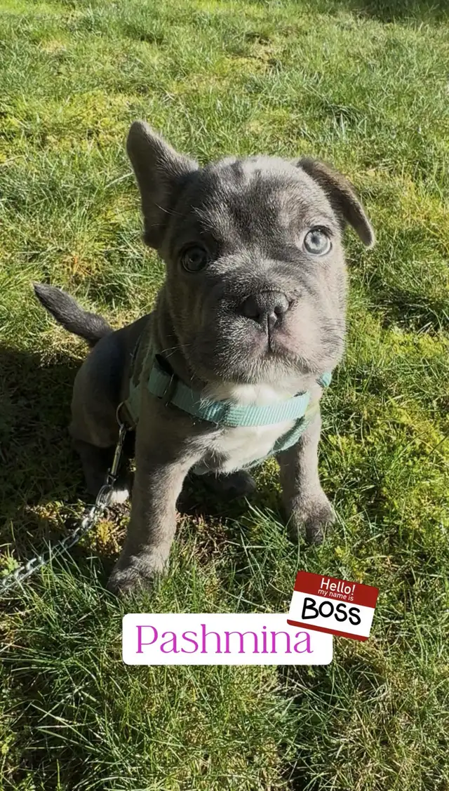 Blue 3/4 Frenchie Jack Bull - Photo 6