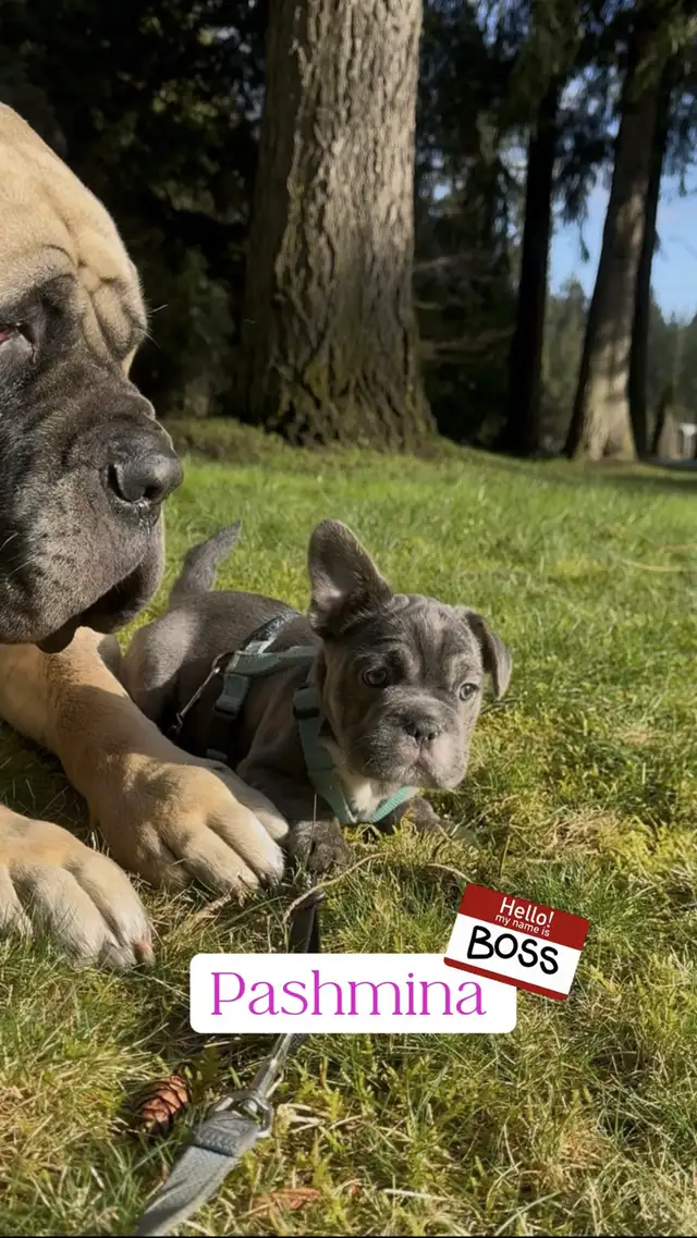 Blue 3/4 Frenchie Jack Bull - Photo 7