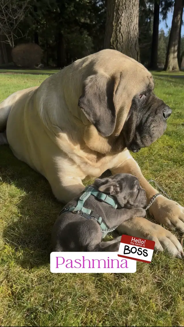 Blue 3/4 Frenchie Jack Bull - Photo 8