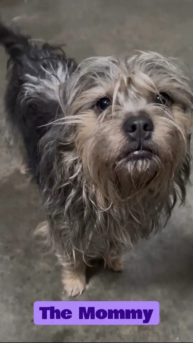 Blue 3/4 Frenchie Jack Bull - Photo 9