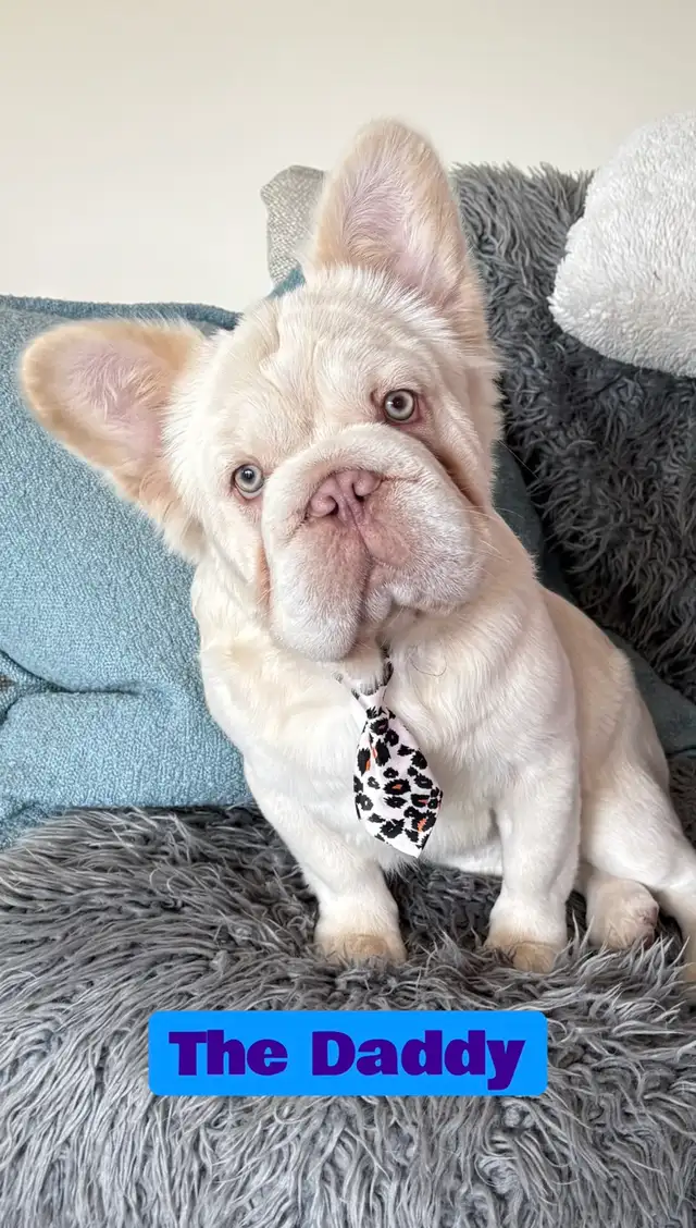 Blue 3/4 Frenchie Jack Bull - Photo 10