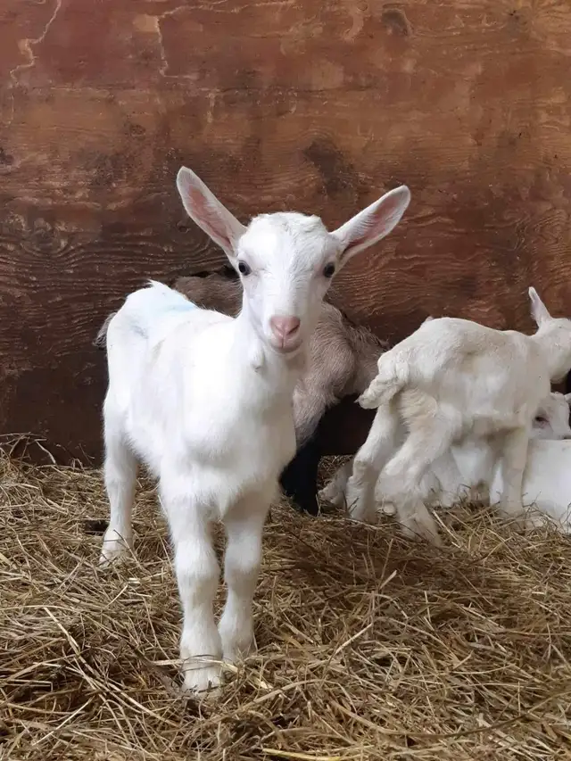 Bébés chèvres (femelles) 3-5 jours
