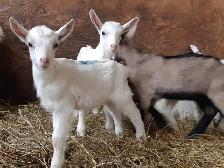 Bébés chèvres (femelles) 3-5 jours - Photo 4