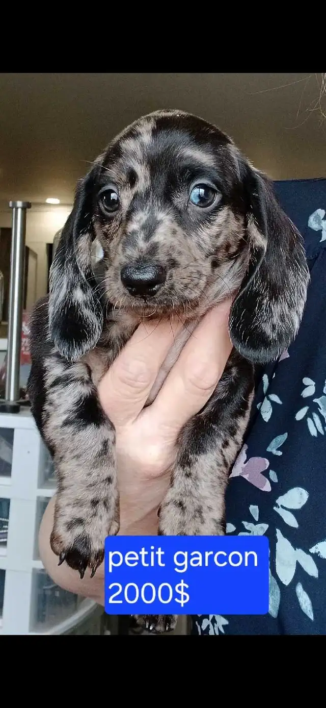 chiot teckel - Photo 2